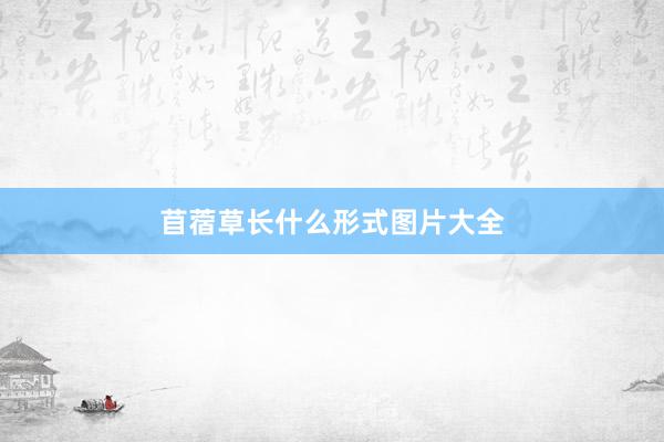 苜蓿草长什么形式图片大全
